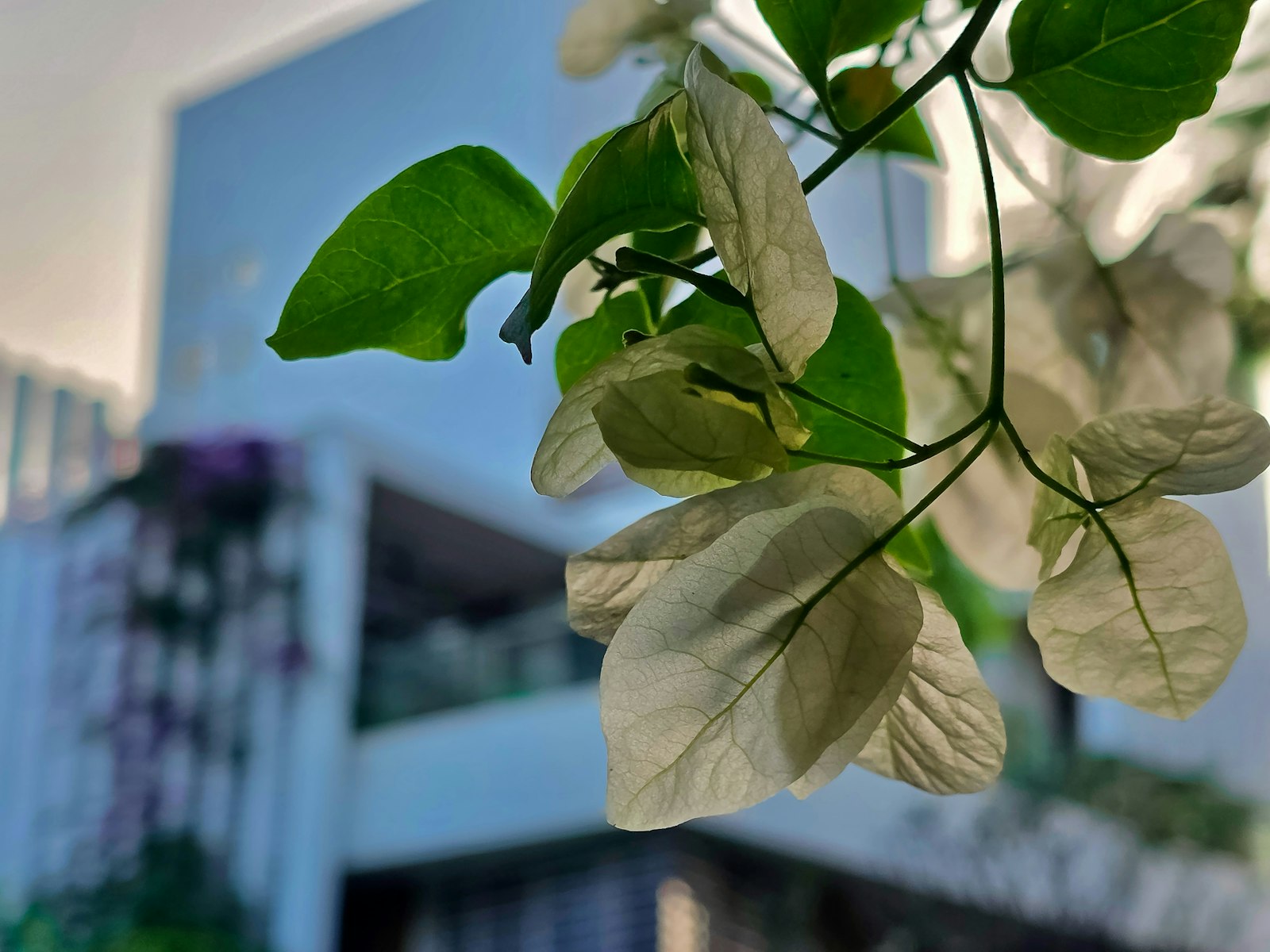 Flower shop interior and exterior